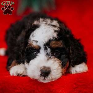 Berti, Mini Bernedoodle Puppy